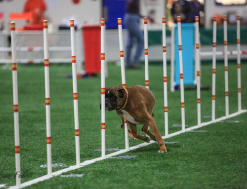 Common Sporting Injuries in Dogs