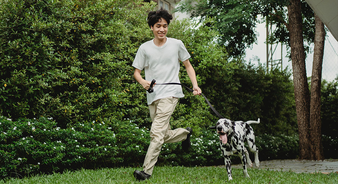 Careers Vet in Greenfield Midwest Veterinary Specialists