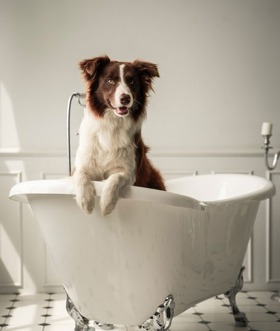 Post TPLO Recovery Vet In Greenfield Midwest Veterinary Specialists post-tplo-recovery-vet-in-greenfield-midwest-veterinary-specialists