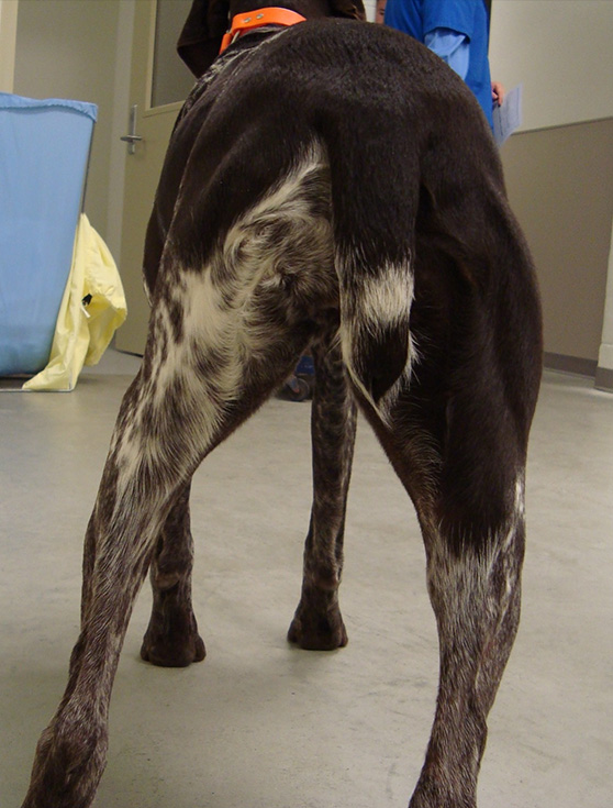 Cranial Cruciate Ligament Rupture Diagnosis - Vet in Greenfield ...