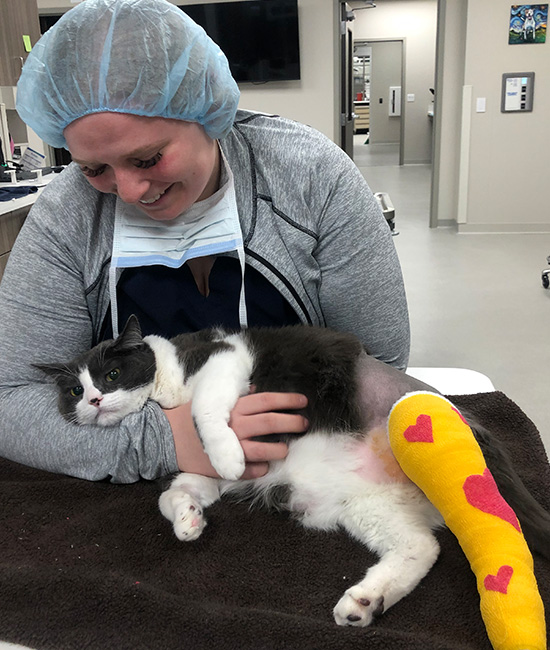 Careers Vet in Greenfield Midwest Veterinary Specialists